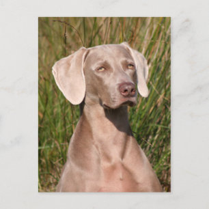 weimaraner postcard