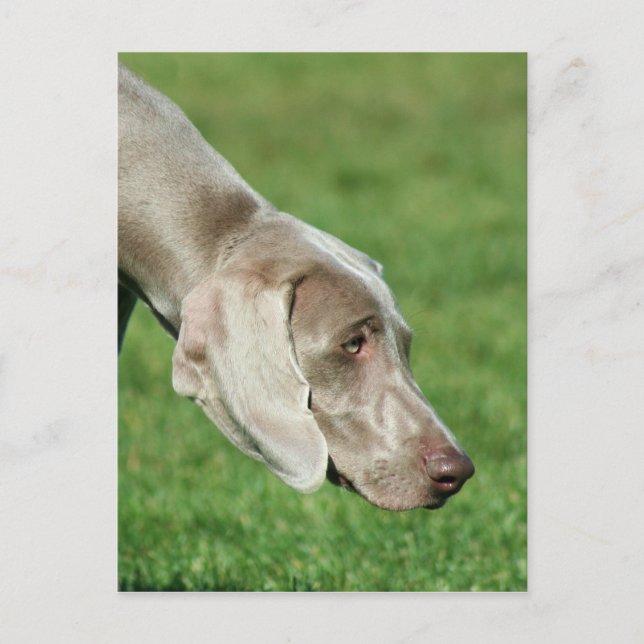 Weimaraner Postcard (Front)