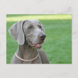 Weimaraner Postcard