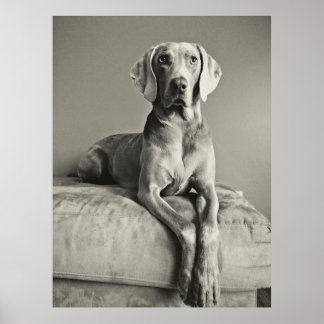 Weimaraner Poster