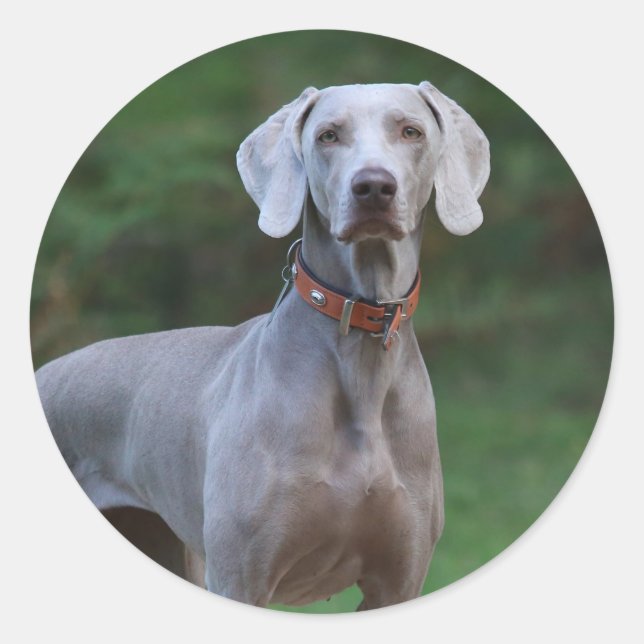 Weimaraner Puppy Dog Classic Round Sticker (Front)