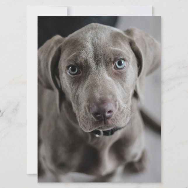 weimaraner-puppy invitation (Front)
