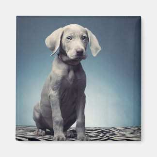 Weimaraner puppy magnet