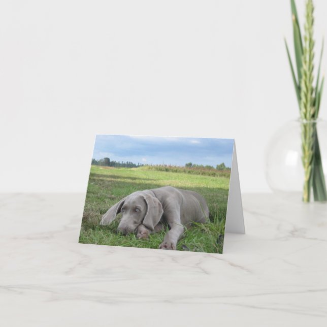Weimaraner Puppy Notecard (Front)