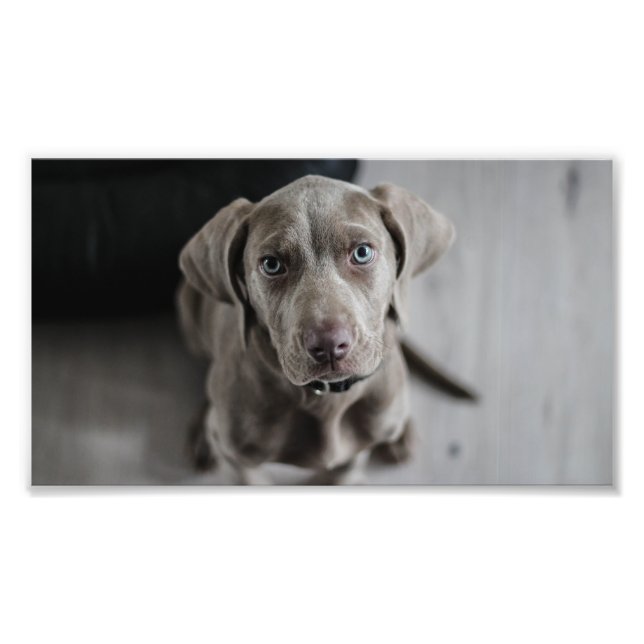 weimaraner-puppy photo print (Front)