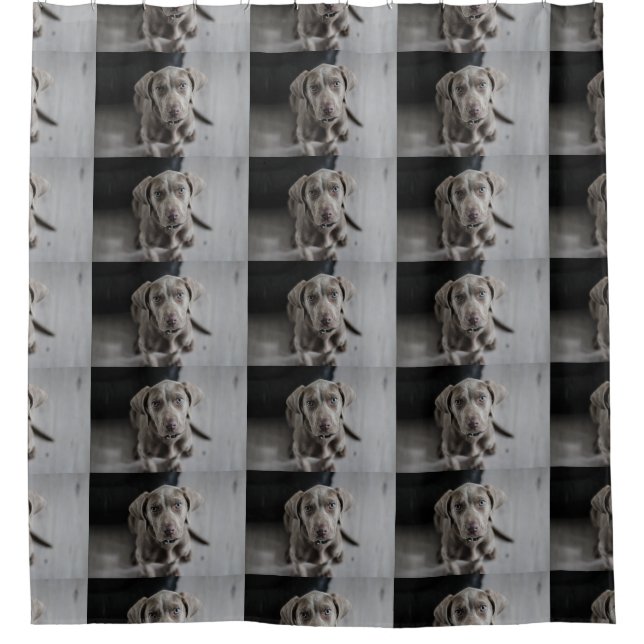 weimaraner-puppy shower curtain (Front)