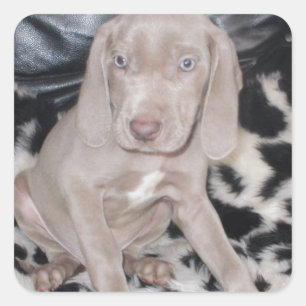 Weimaraner Puppy Square Sticker