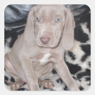 Weimaraner Puppy Square Sticker