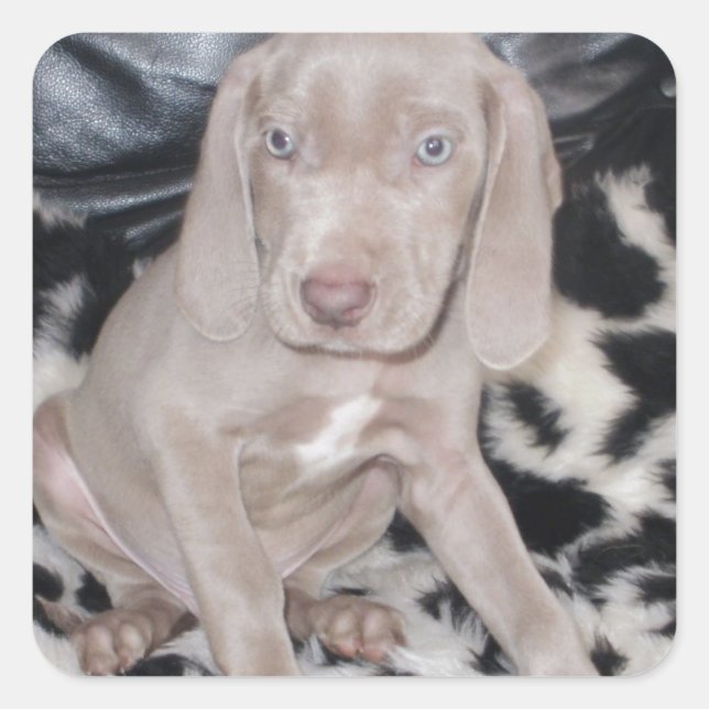 Weimaraner Puppy Square Sticker (Front)