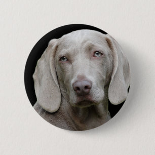 Weimaraner Silver Grey 6 Cm Round Badge
