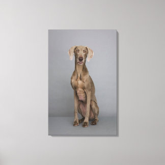 Weimaraner sitting, studio shot canvas print