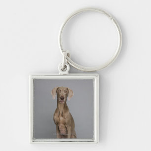 Weimaraner sitting, studio shot key ring