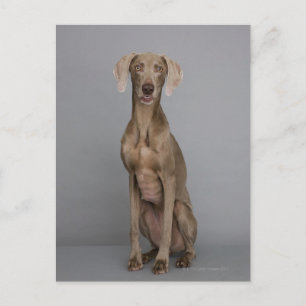 Weimaraner sitting, studio shot postcard