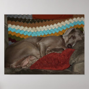 Weimaraner Snooze Poster