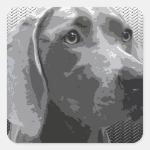 Weimaraner Square Sticker
