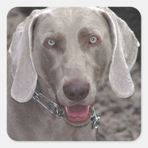 Weimaraner Square Sticker