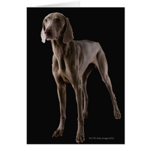 Weimaraner, studio shot
