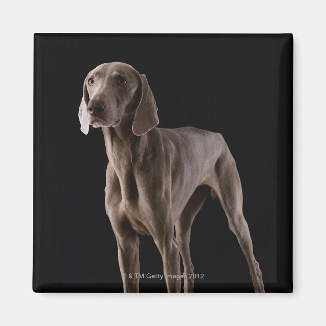 Weimaraner, studio shot magnet (Front)
