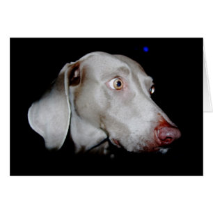 Weimaraner - The Grey Ghost