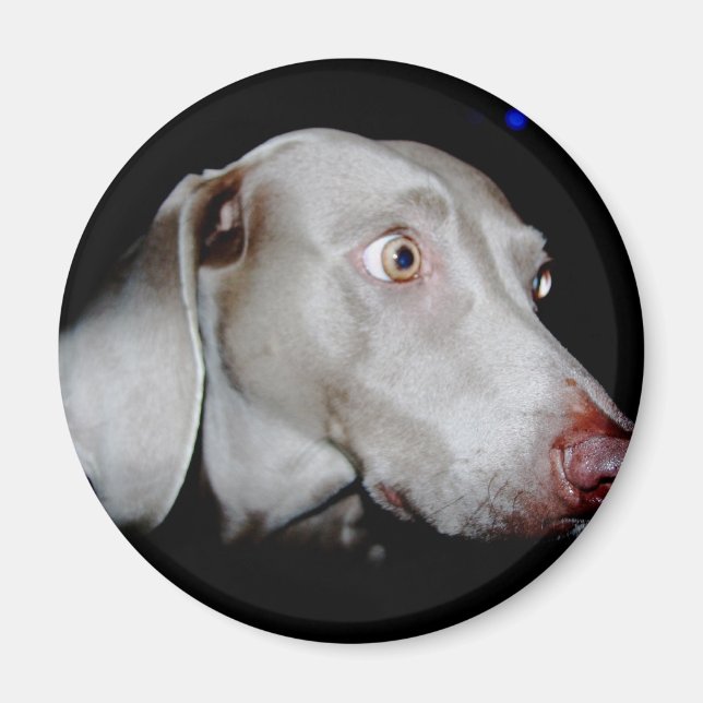 Weimaraner - The Grey Ghost Magnet (Front)