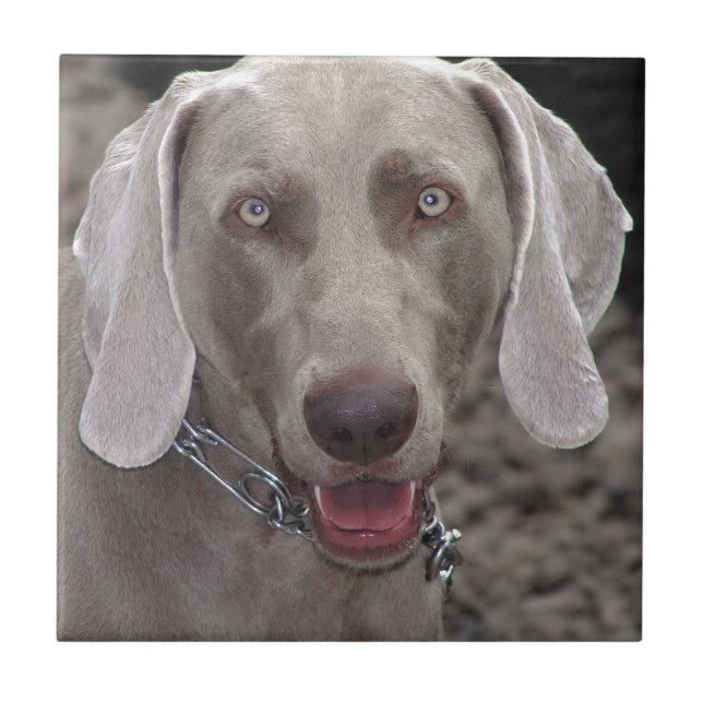Weimaraner Tile (Front)