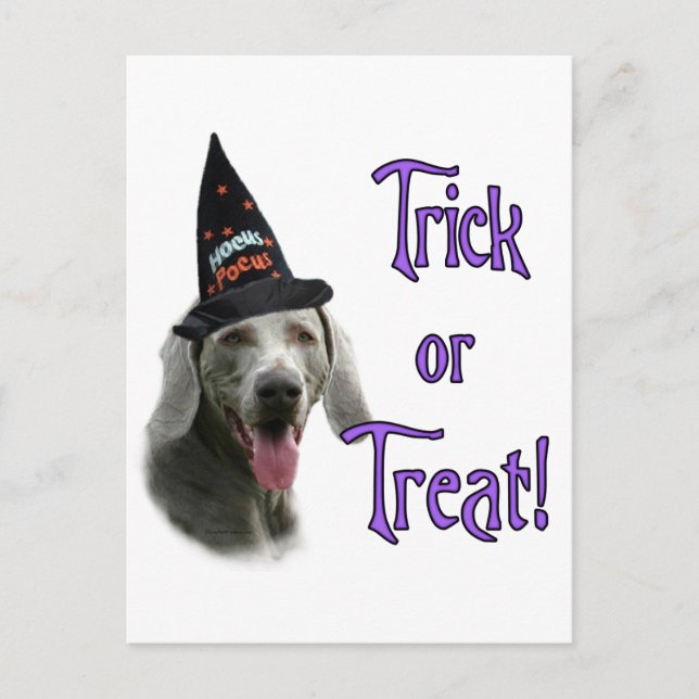 Weimaraner Trick Postcard (Front)