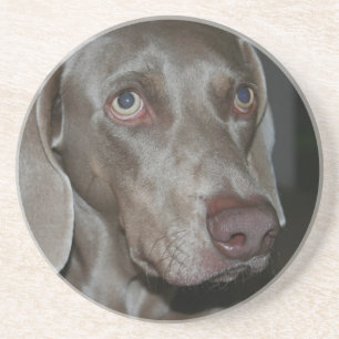 Weimeraner Dog Coasters