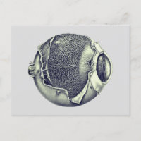 Weird Modern Vintage Eyeball Detail Drawing Grey