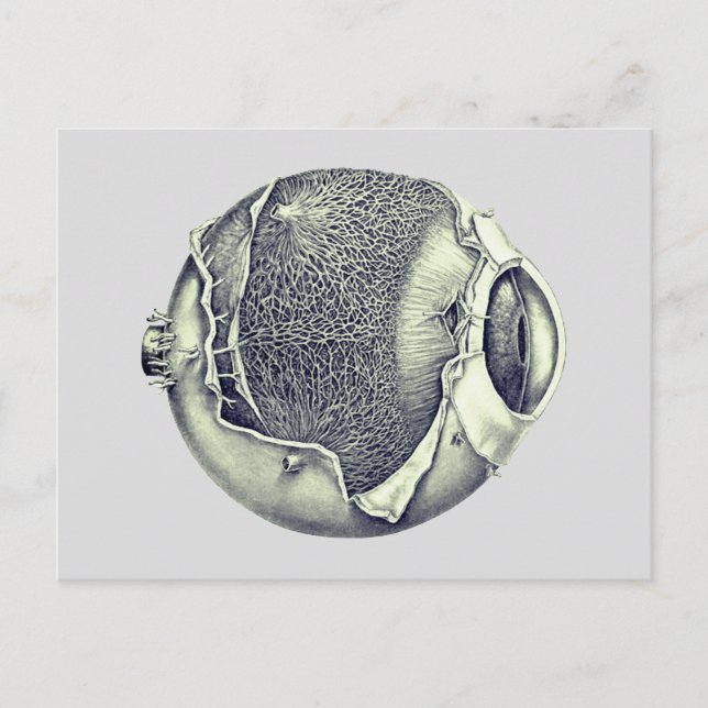 Weird Modern Vintage Eyeball Detail Drawing Grey Postcard (Front)
