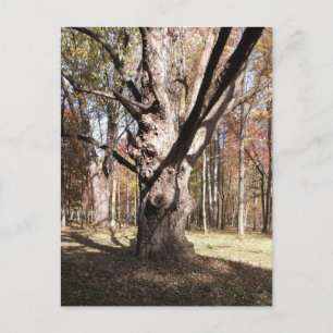 Weird Tree Postcard