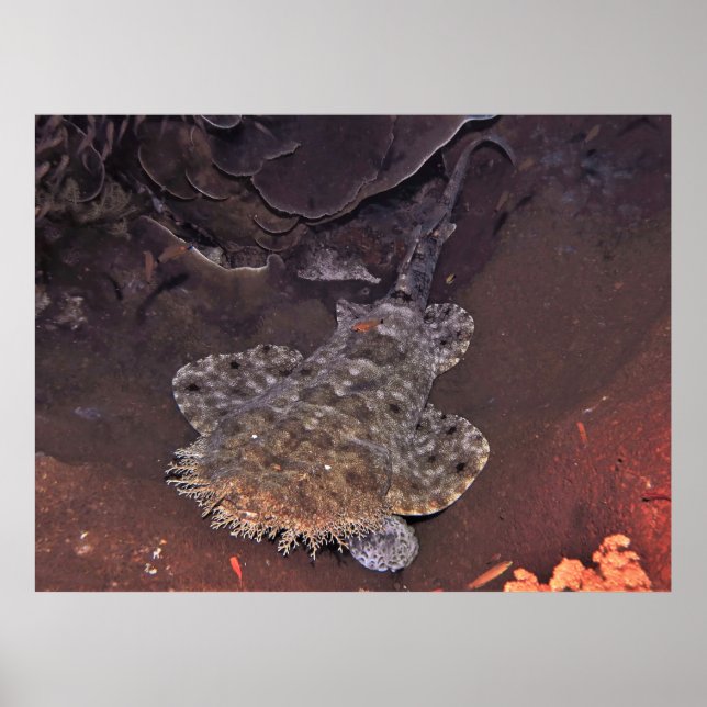 Weird Wobbegong Poster (Front)