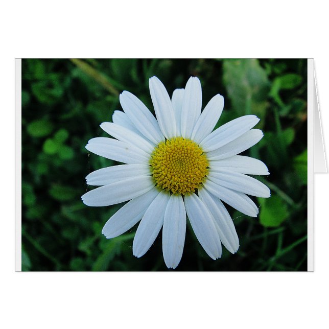 Weisse Margerite (Front Horizontal)