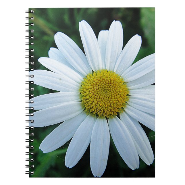 Weisse Margerite Spiral Notebook (Front)