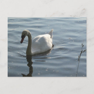 WEißer Schwan Postcard
