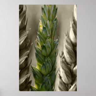 Weizen-Wheat Poster