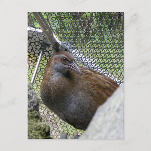 Weka Postcard (Front)
