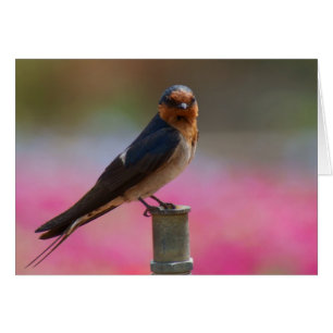 Welcome Swallow