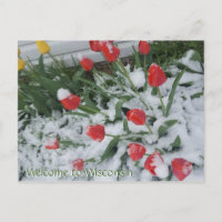 Welcome to Wisconsin Tulips in Snow in April