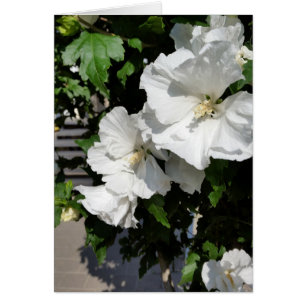 welcoming white flowers