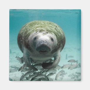 Well Hello There Manatee Magnet