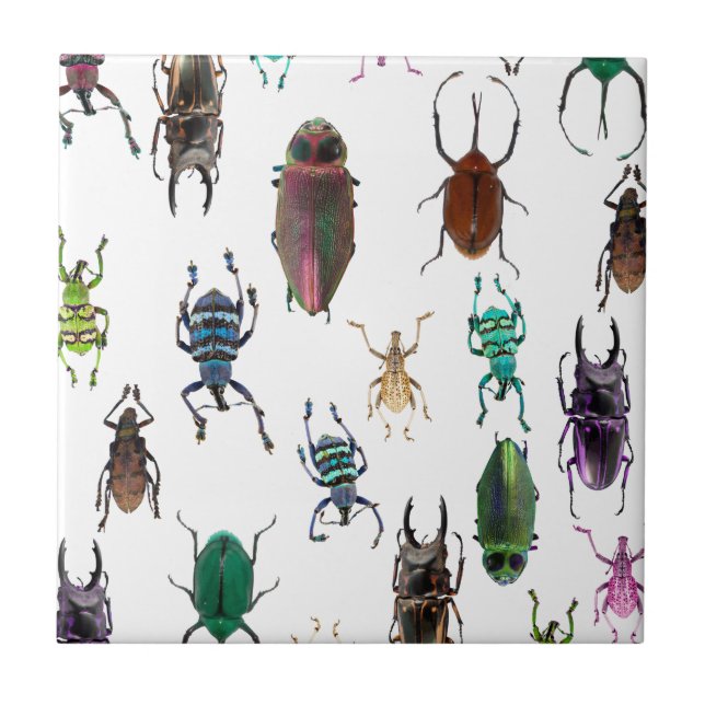 Wellcoda Beetle Type Habitat Insect Life Tile (Front)