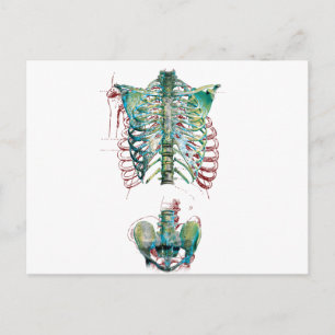 Wellcoda Human Body Rib Cage Skeleton Fun Postcard