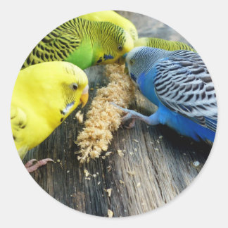 Wellensittiche (Melopsittacus undulatus) Classic Round Sticker