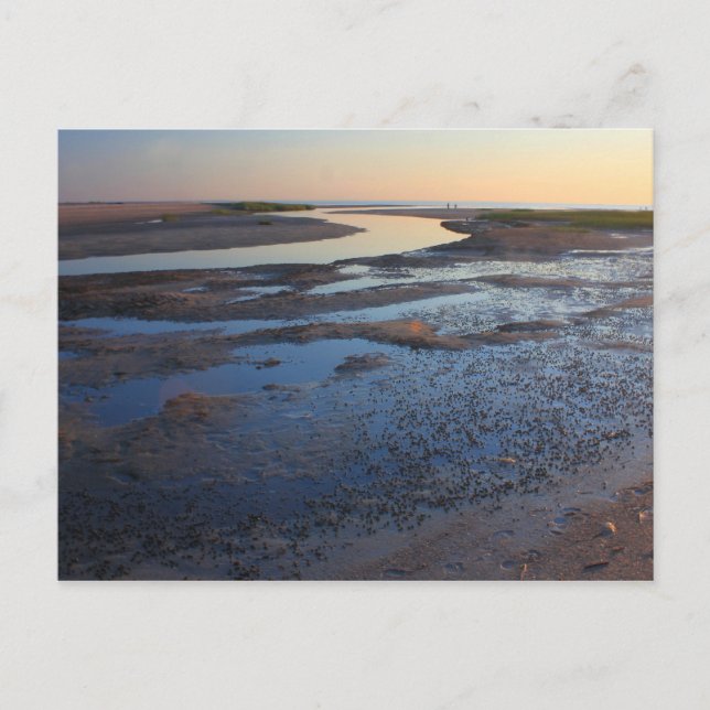 Wellfleet Bay Wildlife Sanctuary Cape Cod Tidal Postcard (Front)