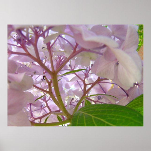 Wellness Healing Touch art gifts Hydrangea Flowers Poster (Front)
