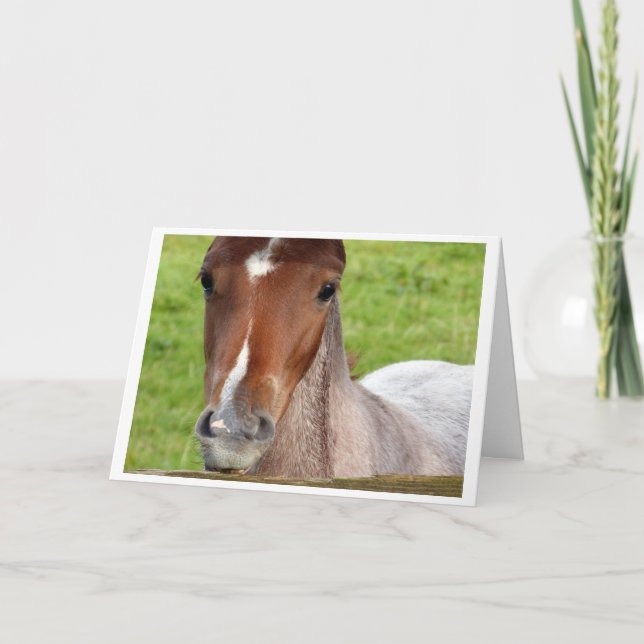 Welsh cob foal horse card (Front)