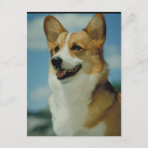 Welsh Corgi Postcard