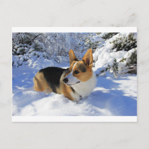 Welsh Corgi Snow Day Postcard