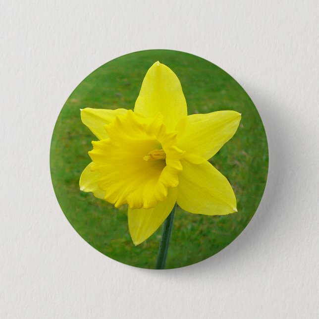 Welsh Daffodil 6 Cm Round Badge (Front)