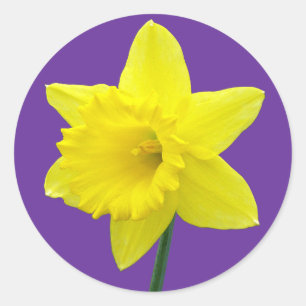 Welsh Daffodil - II Classic Round Sticker